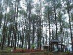 hutan-pinus-kalilo.jpg
