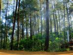 hutan-pinus-kalilo_20170703_110708.jpg