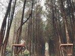 hutan-pinus-kragilan-2.jpg
