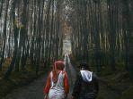hutan-pinus-kragilan-magelang-untuk-libur-lebaran.jpg