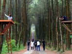 hutan-pinus-kragilan_20170116_100106.jpg