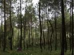hutan-pinus-magelang_20160918_193642.jpg