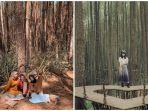 hutan-pinus-mangunan-dan-hutan-pinus-asri.jpg