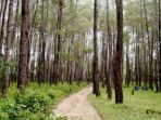 hutan-pinus-samparona_20170314_123235.jpg