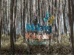 hutan-pinus-semeru-di-malang.jpg