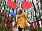 hutan-pinus-semeru-jawa-timur-img.jpg