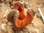hydnora-africana-satu-bunga-teraneh-di-dunia.jpg