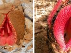 hyndora-africana_20170613_171335.jpg
