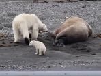 ibu-beruang-kutub_20180214_075609.jpg