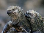 iguana-laut-di-kepulauan-galapagos-yang-mirip-godzilla.jpg