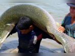 ikan-araipama_20180714_144741.jpg