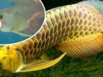 ikan-arwana_20170822_131729.jpg