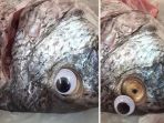 ikan-bermata-palsu_20180910_175837.jpg