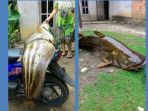 ikan-berukuran-raksasa_20170824_203045.jpg