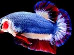 ikan-cupang_20161118_194936.jpg