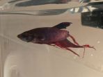 ikan-cupang_20180320_151604.jpg