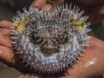 ikan-fugu_20170115_132011.jpg