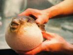 ikan-fugu_20170506_180522.jpg