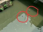 ikan-ikan-bermunculan-di-permukaan-sungai-yang-keruh-dekat-halte-harmoni-jakarta-pusat_20180907_084842.jpg