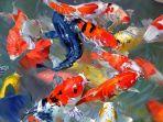 ikan-koi.jpg