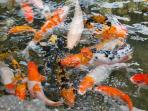 ikan-koi_20161001_145400.jpg