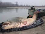 ikan-lele-wels_20180312_204627.jpg