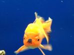 ikan-marah_20170201_142515.jpg