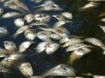 ikan-mati_20180107_144032.jpg