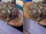 ikan-mirip-godzilla-di-hai-seafood-restoran.jpg