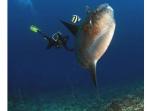 ikan-mola-mola-bali_20160802_102637.jpg