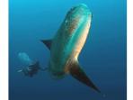 ikan-mola-mola-bali_20160802_103723.jpg