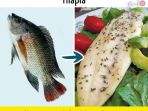 ikan-nila_20170808_162631.jpg