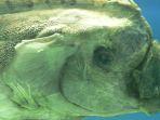 ikan-oarfish-yang-diduga-kemunculannya-ke-permukaan-laut-sebagai-pertanda-gempa.jpg