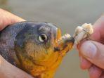 ikan-piranha-11.jpg