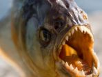 ikan-piranha_20180804_092532.jpg