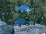 ikan-pup-devils-hole_20180127_094736.jpg