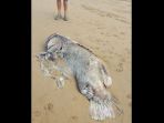 ikan-raksasa-terdampar-di-australia_20180309_130131.jpg