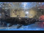 ikan-sturgeon-china_20180610_185935.jpg