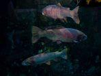 ikan-trout-zombie-meresahkan-warga-montana.jpg
