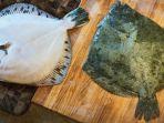 ikan-turbot-1.jpg