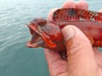 ikan_20170213_202955.jpg