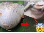 ikan_20170917_191722.jpg