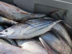 ikan_20180331_102533.jpg