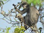 ilmuwan-temukan-primata-baru-lutung-popa.jpg
