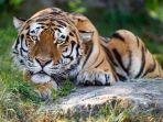 ilustarsi-harimau-belum-lama-ini-seekor-harimau-lepas-dari-taman-safari.jpg