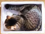 ilustrasi-anak-kucing-mirip-tanuki_20181026_164928.jpg