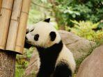 ilustrasi-anak-panda-yang-lucu.jpg