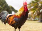 ilustrasi-ayam-jantan.jpg