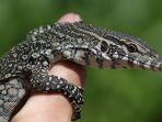 ilustrasi-biawak.jpg