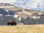ilustrasi-bison-di-taman-nasional-yellowstone.jpg